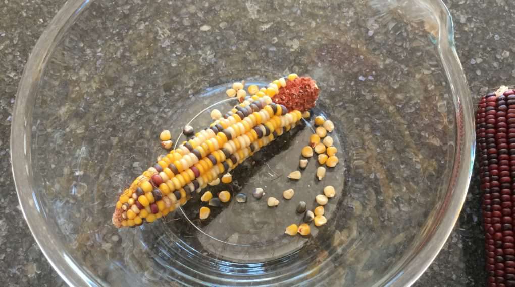 Peel the corn off the cob into a bowl. It is actually pretty simple and fun to do. Use your fingers to rub down the cob and the corn will start to fall off. Once it's started it comes off really easy.