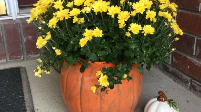 You're done!  It's ready for your front porch.  The great part is you can just face the pumpkin part forward during September and November.... &