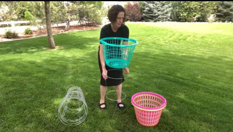 Place your Dollar Tree laundry basket inside the center of the tomato Cage.