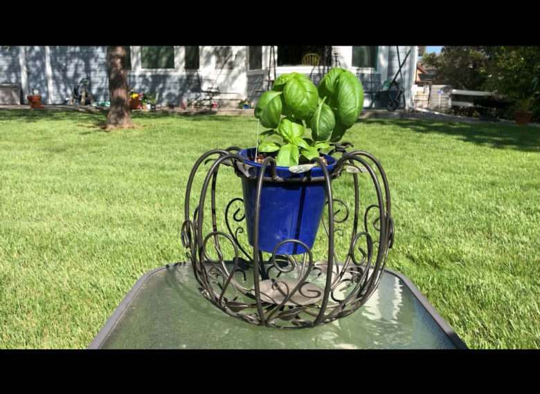 This was a pumpkin candle holder and I placed a flower pot that I added basil to in the center.