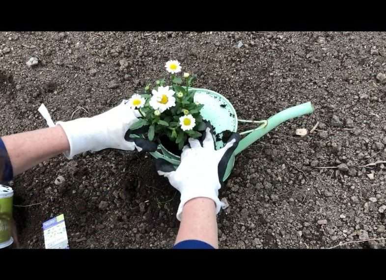 I placed my flowers into my watering can on top of the dirt inside.