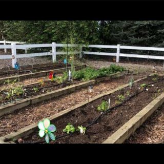 How To Keep Pests Out Of Your Garden | Chas' Crazy Creations