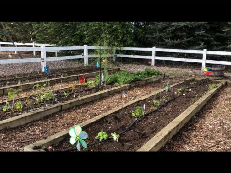 How To Get Rid of Garden Pests | Chas' Crazy Creations