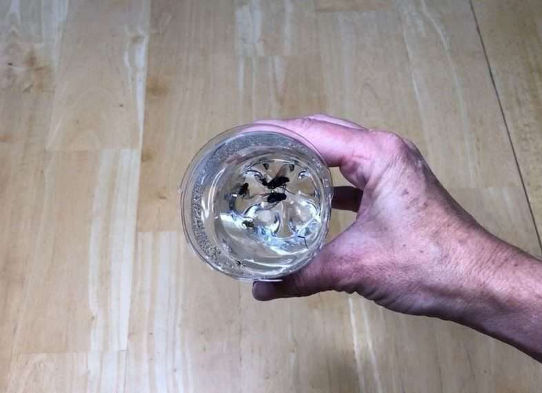 The flies go into the bottle to drink the mixture and get trapped inside.