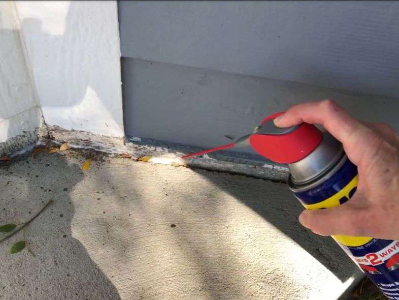 Spray a little around the base of your house outside and it'll repel the bugs from coming into your home.