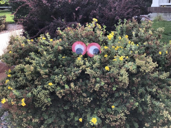 Grab some large google eyes, and add them to a bush, tree, or tree trunk and you can create an easy DIY monster.