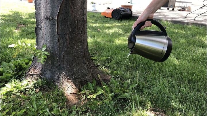 Lawn Care - You can also pour boiling water onto weeds to kill them. Be careful not to hit other plants or your grass with the boiling water as it will kill them as well. This is a great solution for spaces like around trees, side walks, driveways, etc.