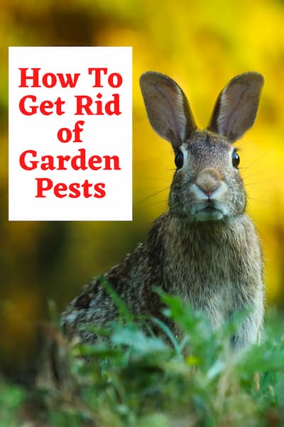 It's springtime here and I'm busy getting my garden and apple tree ready. I get those pesky rabbits, squirrels, voles, aphids, and more in mine during gardening season - how about you? I thought I would share a few tips on things I use to keep those pests out of my garden.