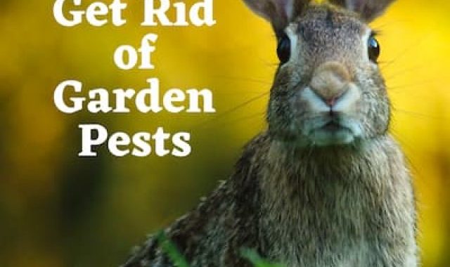 cropped-How-To-Get-Rid-of-Garden-Pests-1.jpg