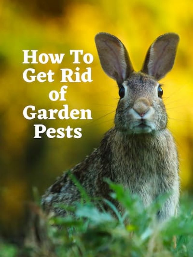 How to Get Rid of Garden Pests