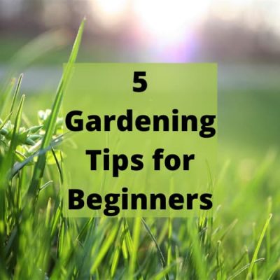 Do you want gardening tips for beginners? A garden is a perfect place for you to relax. You can grow colorful flowers and enjoy their fragrance on the wind. Or you can make a grassy field, perfect for playing with the kids. However, a garden can often take a lot of maintenance. There are a few ways that you’ll be able to make your gardening routine more effective, saving you time and effort.