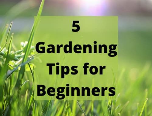 Do you want gardening tips for beginners? A garden is a perfect place for you to relax. You can grow colorful flowers and enjoy their fragrance on the wind. Or you can make a grassy field, perfect for playing with the kids. However, a garden can often take a lot of maintenance. There are a few ways that you’ll be able to make your gardening routine more effective, saving you time and effort.