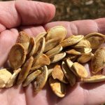Do you want a baked pumpkin seed recipe? We have made these for years and want to share our healthy pumpkin seeds baked recipe with you.