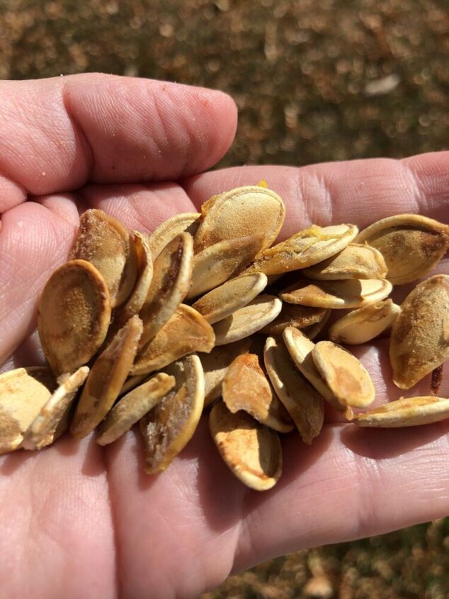 Do you want a baked pumpkin seed recipe?  We have made these for years and want to share our healthy pumpkin seeds baked recipe with you.