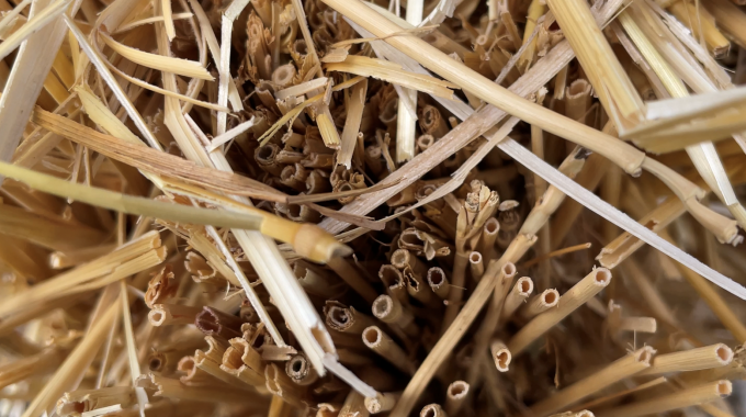 You want to use straw because you can see that straw is hollow in the middle like the ones we use in drinks. This allows the bale to transport the water it'll need to help the plants grow.