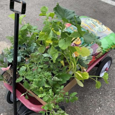 I headed off to the nursery to purchase my vegetables, some organic planting soil, and organic fertilizer for the plants.