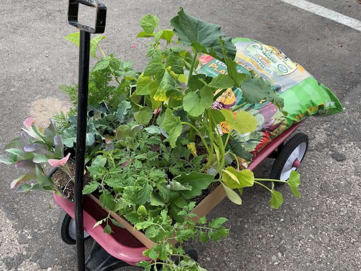 I headed off to the nursery to purchase my vegetables, some organic planting soil, and organic fertilizer for the plants.