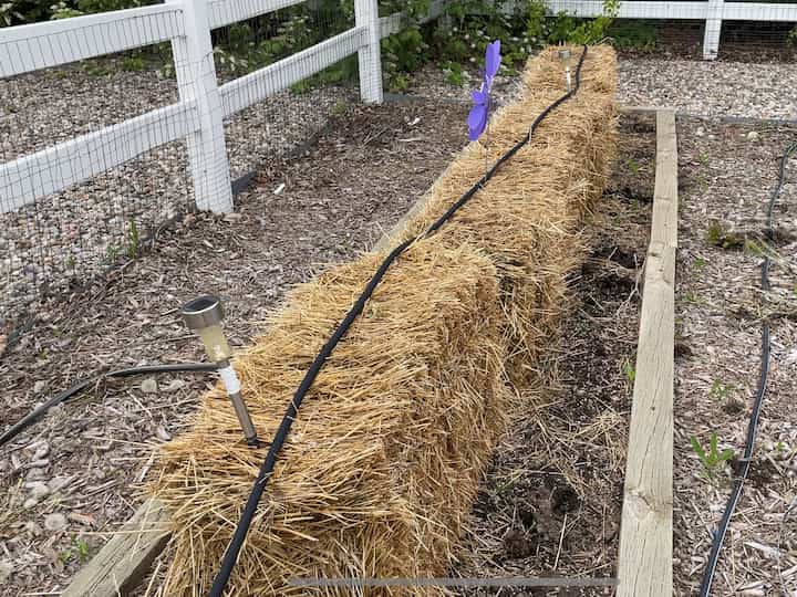 I placed the soaker hose onto the bales, and used my original drip line for my center garden.