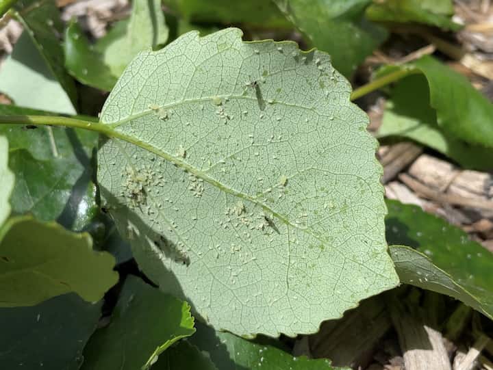 You can spray water on your plants to blast them off, or you can use a mixture of soapy water to kill them.  You can find more about those kinds of sprays in my other post Keep Pests and Weeds Out of Your Garden