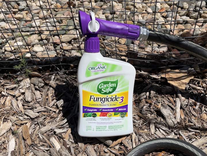 I'm also a big fan of Garden Safe's Organic Fungicide 3 and Neem Oil.  With there being so many bugs this year, I knew the natural predictors just weren't going to keep up with the fast multiplying.  I followed the instructions on the bottle and sprayed my entire garden.  