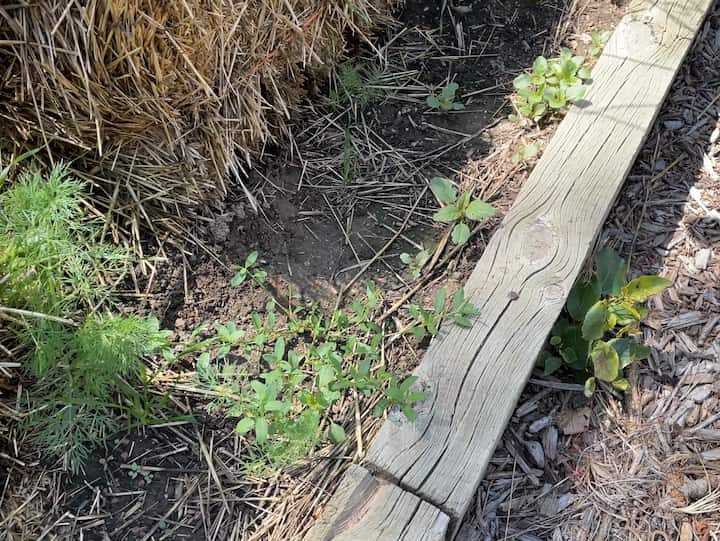 HOW DO I GET RID OF WEEDS IN MY GARDEN PERMANENTLY?