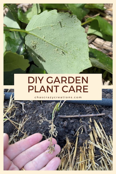 Do you want easy DIY plant care? Here are some tips on what I do for easy do-it-yourself garden plant care.