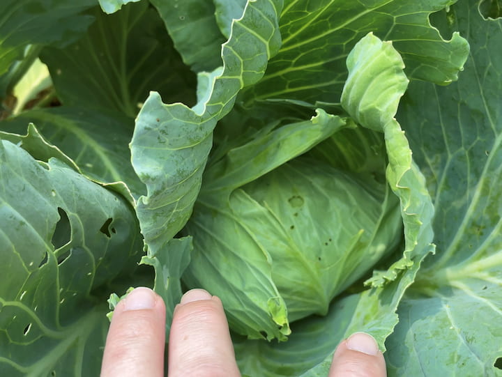 It's best to pick cabbage when it is about the size you want and firm.  Be careful not to let it grow too big or it can split.  