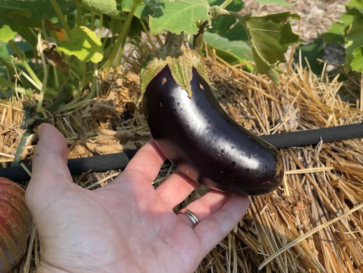 You can pick eggplant when it is smaller, and it's okay to let it grow so you get more fruit.  You want to be sure to pick it when the fruit is firm and before you can see seeds.  