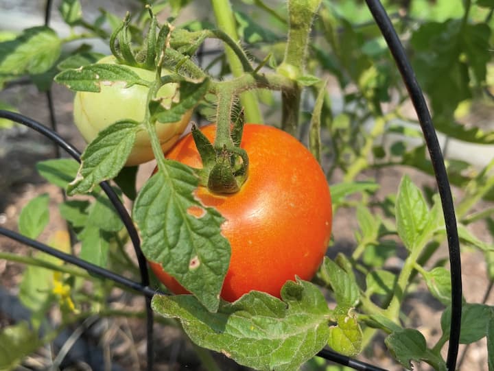 The best time to pick tomatoes is when they start to turn color.  This fruit will continue to ripen like other fruits after picking.  Leaving them on the plant too long can cause them to get sun or heat damage, or attacked by bugs.  We eat these fresh, turn them into spaghetti sauce, and I blend them into a chunky puree and freeze them to use in place of canned diced tomatoes in recipes.