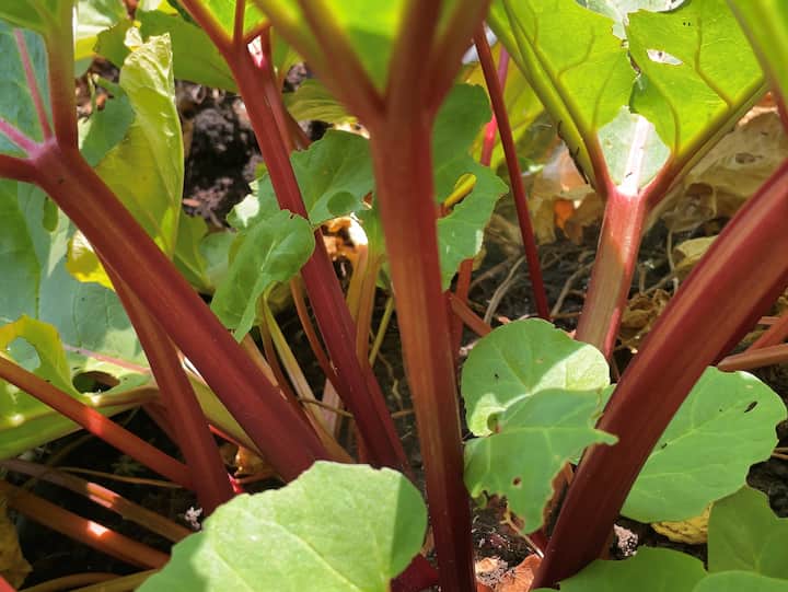 The best time to harvest rhubarb is in May, June, and early July.  The stems and leaves are a decent size, but don't pass the little stems as they can be just as good as the big stems.
