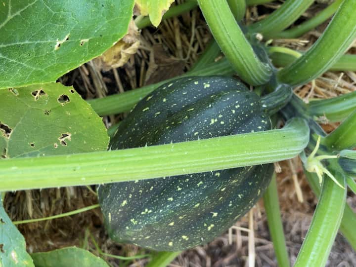 The acorn squash is ready to pick when the squash is a decent size, dark green and firm, and the stem looks like it's dying.  We love acorn squash and if you keep in in a cool place it can last a good long time.  We have had it last for up to a couple months.  It will change color to an orange like a pumpkin when stored for awhile.