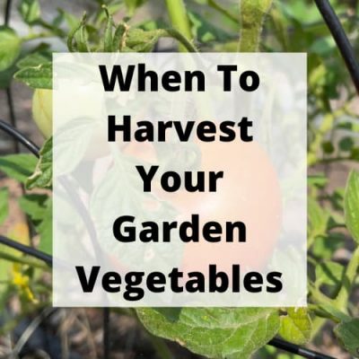 Do you wonder when to harvest your garden's vegetables? I'm sharing how my straw bale garden is growing and when to harvest the produce.