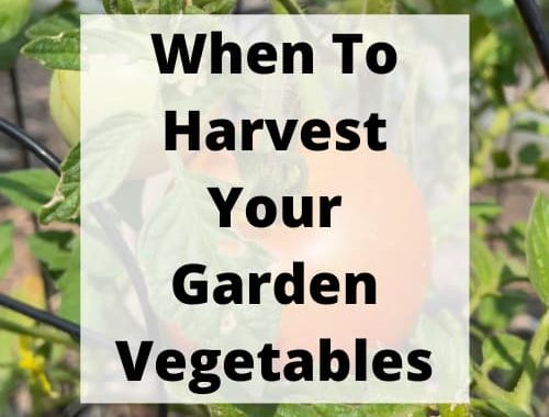 When To Harvest Your Garden Vegetables