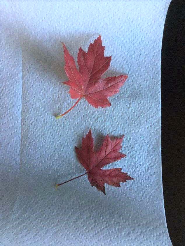 fall leaves on paper towel