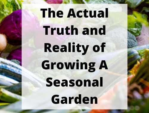 The Actual Truth and Reality of Growing My Seasonal Garden