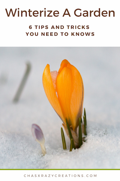Do you know how to winterize a garden?  I have 6 tips you need to know to help you prepare for winter, and get ready for spring.