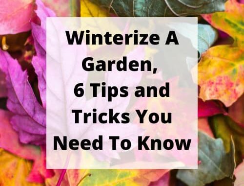 Do you know how to winterize a garden? I have 5 tips you need to know to help you prepare for winter, and get ready for spring.