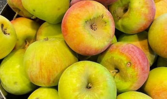 Juicing Apples for Cider, It’s Amazingly Easy and Delicious