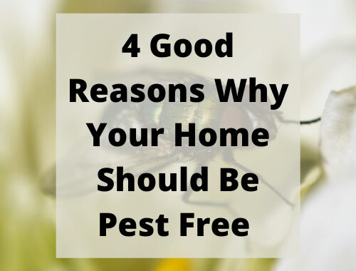 Do you want a pest free home? Me too! I have 4 good reasons to share why this matters and why you'll want to take action today.