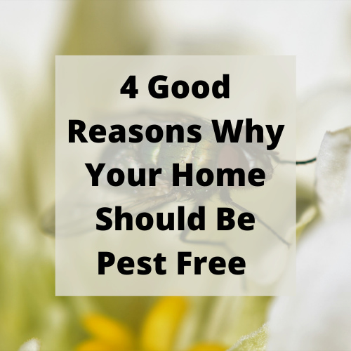 Do you want a pest free home?  Me too!  I have 4 good reasons to share why this matters and why you'll want to take action today.