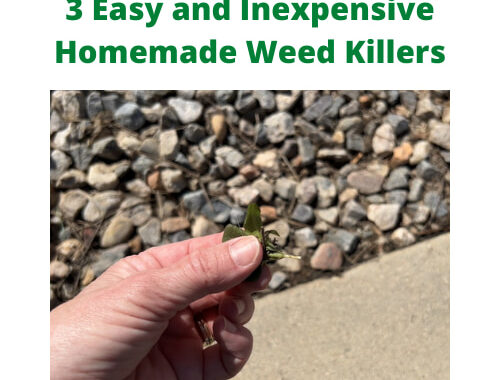 Do you hate weeds? Me too! I'm sharing 3 easy and inexpensive home made weed killers, along with some other tips and tricks.