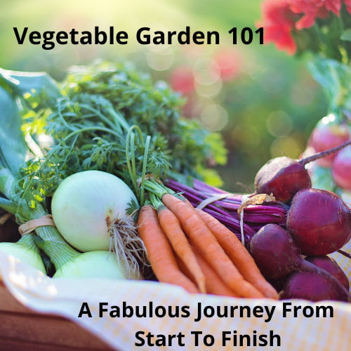 Vegetable Garden 101 A Fabulous Journey From Start To Finish