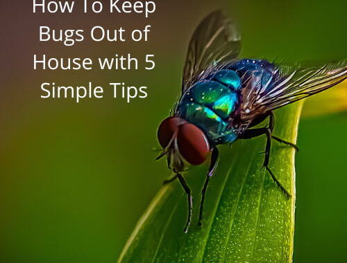 How To Keep Bugs Out of House with 5 Simple Tips