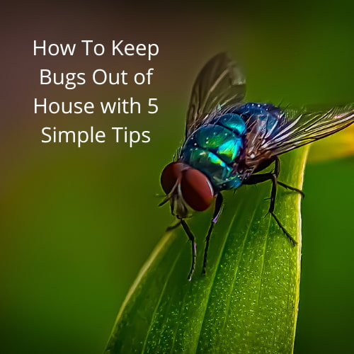 How To Keep Bugs Out of House with 5 Simple Tips