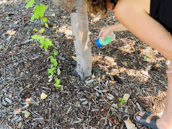 I sprinkle the soap around the base of my apple tree to keep the squirrels out of the tree.  You can see more of my tips and tricks in this post How To Get Rid of Vegetable Garden Pests with These 12 Easy Tips