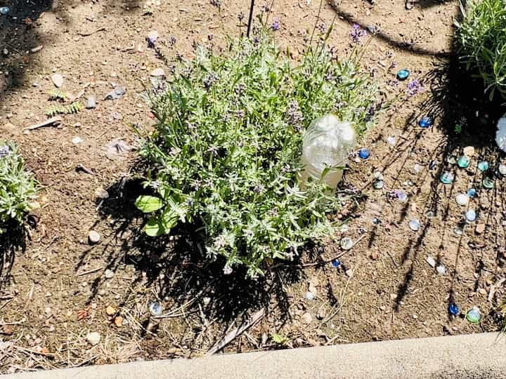 I then placed the full water bottle upside down on the ground near my plant.  The water will stay inside the bottle and the ground will pull it out as it needs it.  This is especially great in potted plants both inside and out.