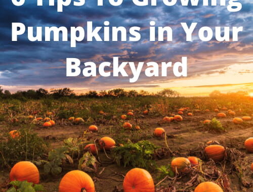 Are you wanting information on growing pumpkins? I have grown them in my garden for several years now, and here are 6 tips for you.