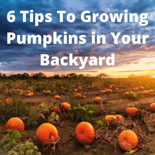 6 Easy Tips To Growing Pumpkins in Your Backyard