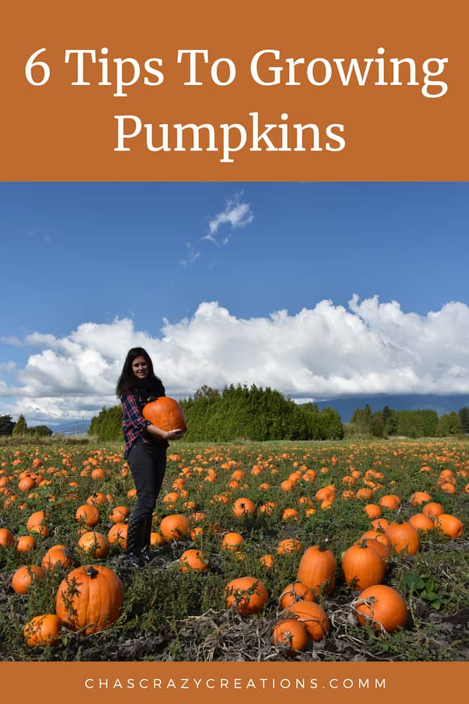 Are you wanting information on growing pumpkins? I have grown them in my garden for several years now, and here are 6 tips for you.