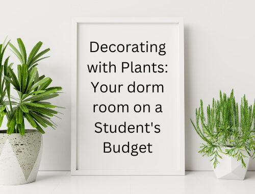 Decorating with Plants: Your dorm room on a Student’s Budget